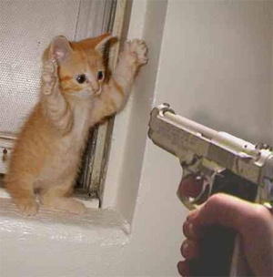 Leave or the kitten gets it!